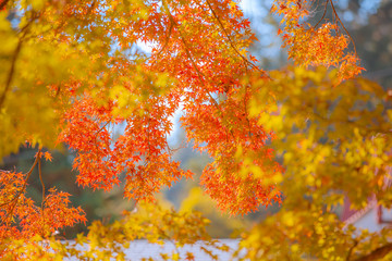 紅葉した楓　