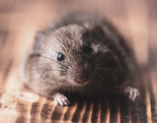 Portrait of a mouse in the house.