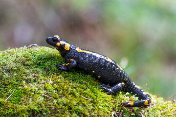 Obraz premium Fire salamander, Salamandra salamandra