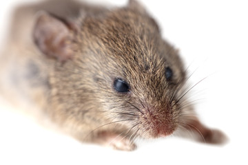 Mouse isolated on a white background