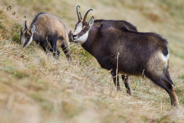 Chamois (rupicapra rupicapra)