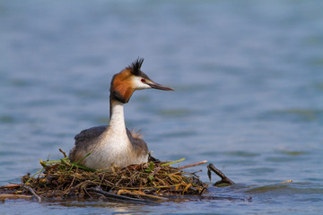 Cute bird. Great Crested Grebe. Podiceps cristatus
