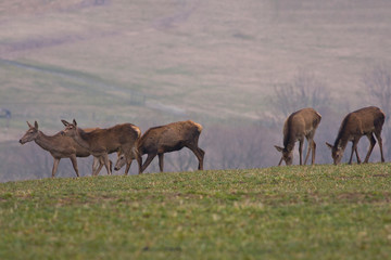 Naklejka na ściany i meble Group Of Different-Aged Red Deer ( Cervus Elaphus )