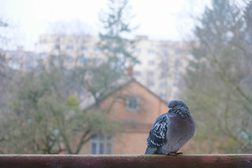 A lonely blue dove looks out the window against the backdrop of the city's foggy landscape in Ukraine. Shot through the glass.
