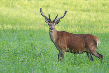 Red deer, cervus elaphus, with antlers growing in velvet.