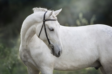 White horse in bridle outdoor