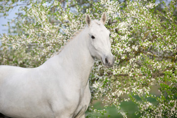 Horse in spring blossom garden