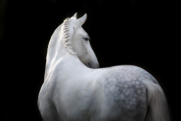 Fototapeta na wymiar White Horse portrait isolated on black background