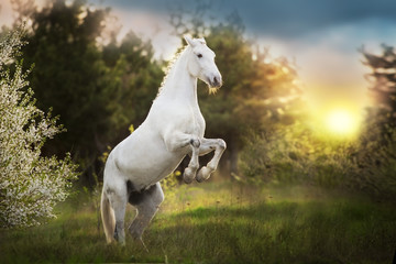 White horse rearing up at sunlight
