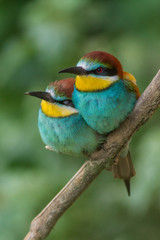 Male and female of European bee-eater. Merops apiaster