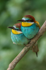 Obraz premium Male and female of European bee-eater. Merops apiaster