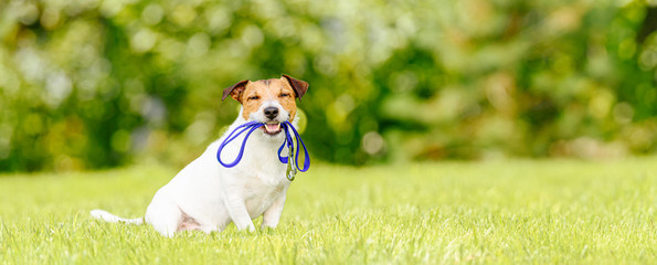 Concept of dog walking and pet sitting with dog holding leash in mouth - obrazy, fototapety, plakaty