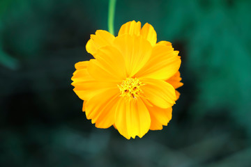 close up of pollen in yellow cosmos flower