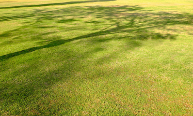 field of green grass with shadow of big trees