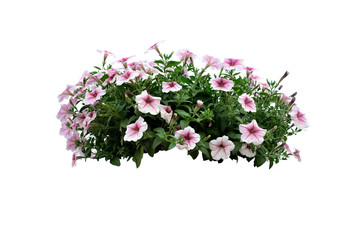 flowers bush of White Petunia isolated on white background (file with path)