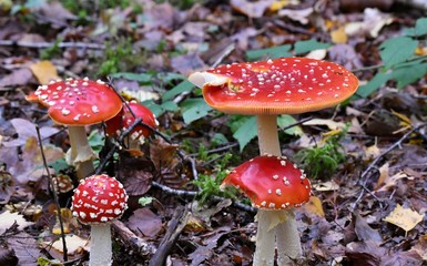 fly agaric in the forest