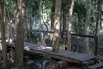 forest bridge