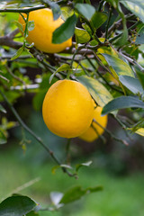 lemons being harvested from lemon trees
