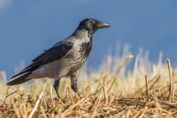 Birds - Hooded Crow (Corvus cornix).