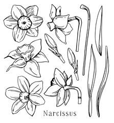 Set of narcissus flowers and leaves. Hand drawn outline vector sketch black and white illustration