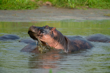 Fototapeta premium Hippo playing in a water hole in Masai Mara Game Reserve, Kenya, Africa