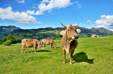 Naklejka na ściany i meble Herde Kühe artgerecht auf Weide in den Alpen