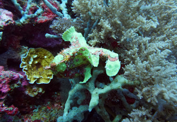Naklejka na ściany i meble green spotted frog fish on a coral reef in the wild
