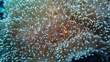 Naklejka na ściany i meble clown fish hiding in anemones on a coral reef in the philippine sea