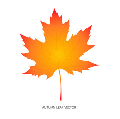Autumn leaf. Autumn maple leaf isolated on a white background. Vector illustration EPS 10.