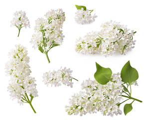Set of blooming lilac. Branches of lilac flowers isolated on white background.