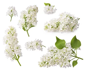 Fotobehang Set of blooming lilac. Branches of lilac flowers isolated on white background. © Tatyana Sidyukova