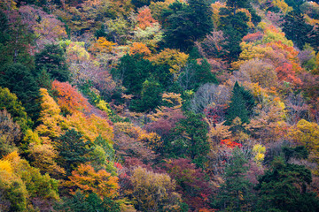 阿寺渓谷の紅葉