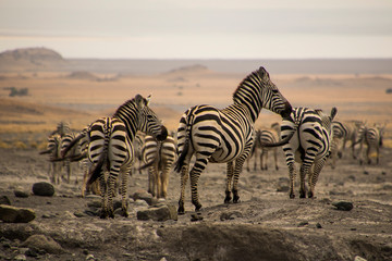 Obraz na płótnie Canvas zebra zebrata