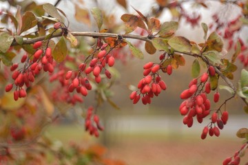 Collection of ripe barberry.