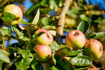 Apple on trees in fruit garden in a summer day