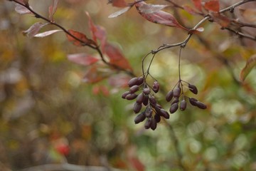 Collection of ripe barberry.