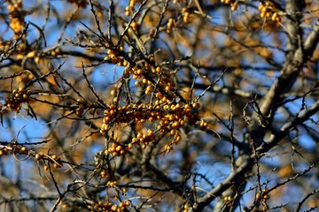 Autumn harvest of sea buckthorn.