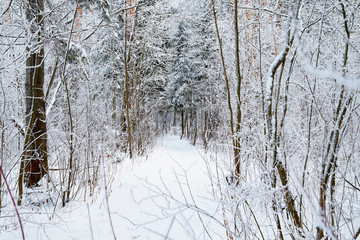 Fototapeta premium Snow covered trees in a winter forest and small path between them