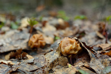 spring forest mushrooms (Gyromitra gigas), the first spring mushroom