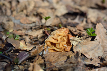 spring forest mushrooms (Gyromitra gigas), the first spring mushroom