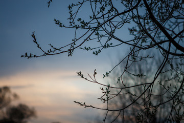 Branches of a tree with buds on a background of pink evening sky. Bare branches of the tree in the spring, the leaves bloom