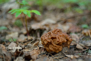 spring forest mushrooms (Gyromitra gigas), the first spring mushroom