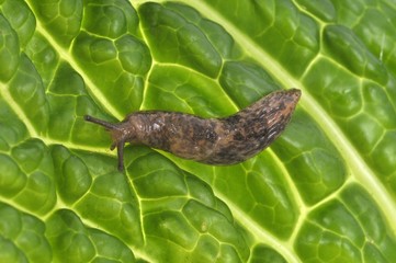 Limace sur une feuille de chou en gros plan
