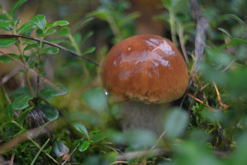 Picking mushrooms in the forest