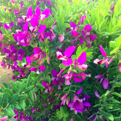 purple sweet pea shrub blossoms (square)