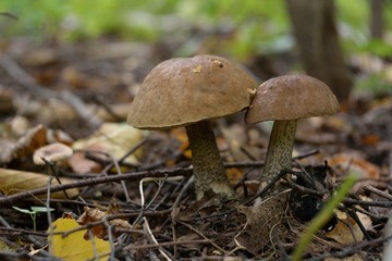 Picking mushrooms in the forest