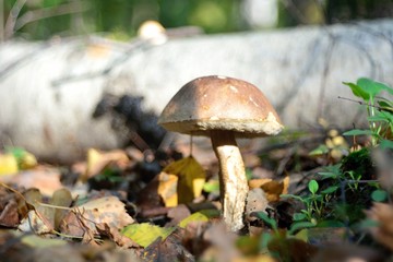 Picking mushrooms in the forest