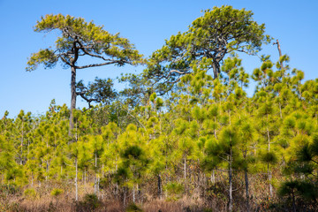 Fototapeta premium Three pine trees