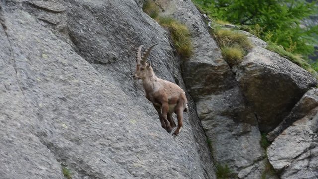 Alpine ibex traversing very steep mountain rock face in the Alps in spring