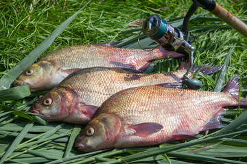 Three big freshwater common bream fish and fishing rod with reel on green reed..